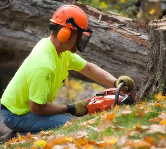 tree services D'Iberville